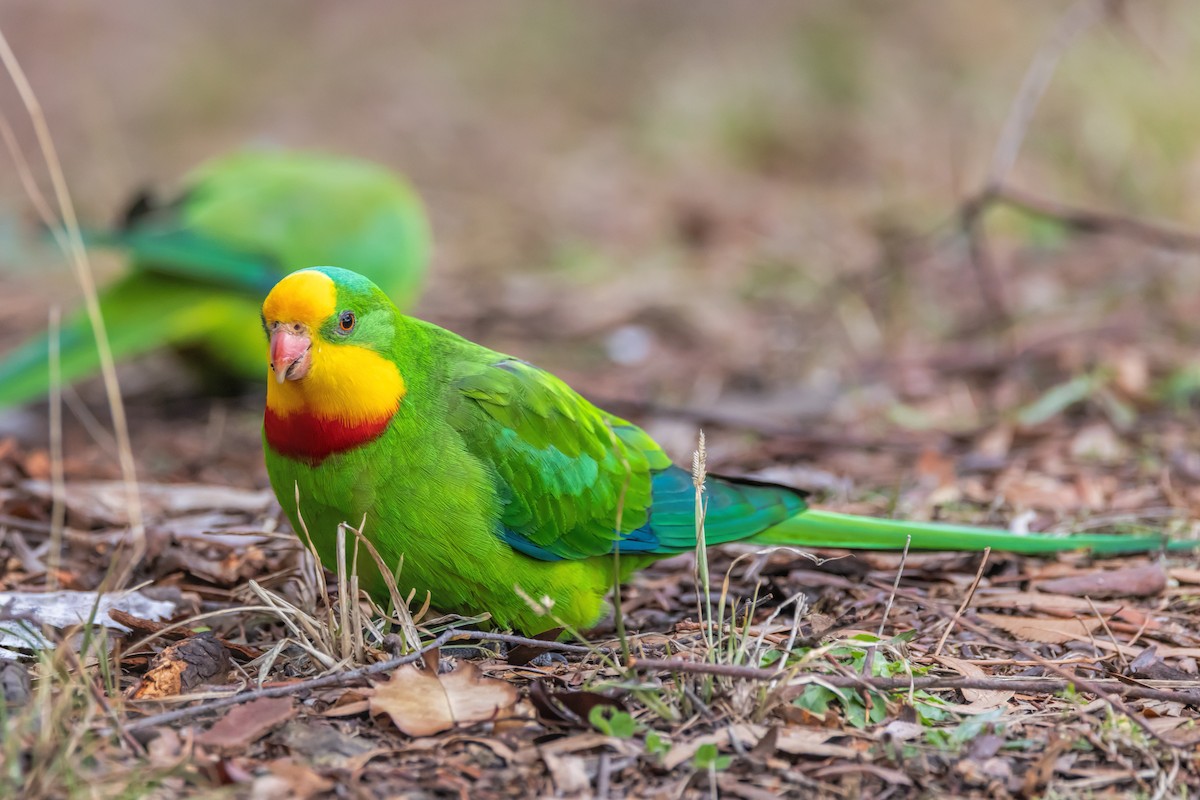 Superb Parrot - ML638310995