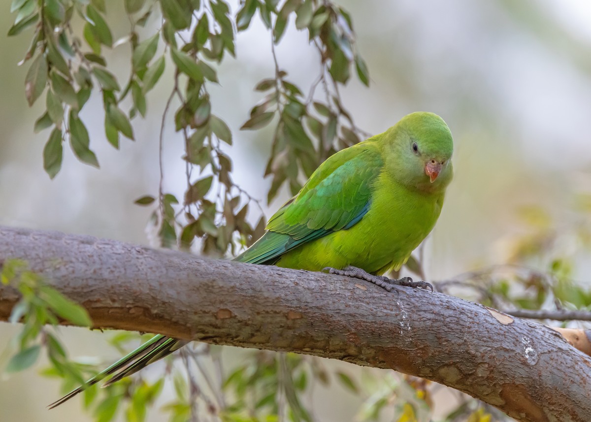 Superb Parrot - ML638310996
