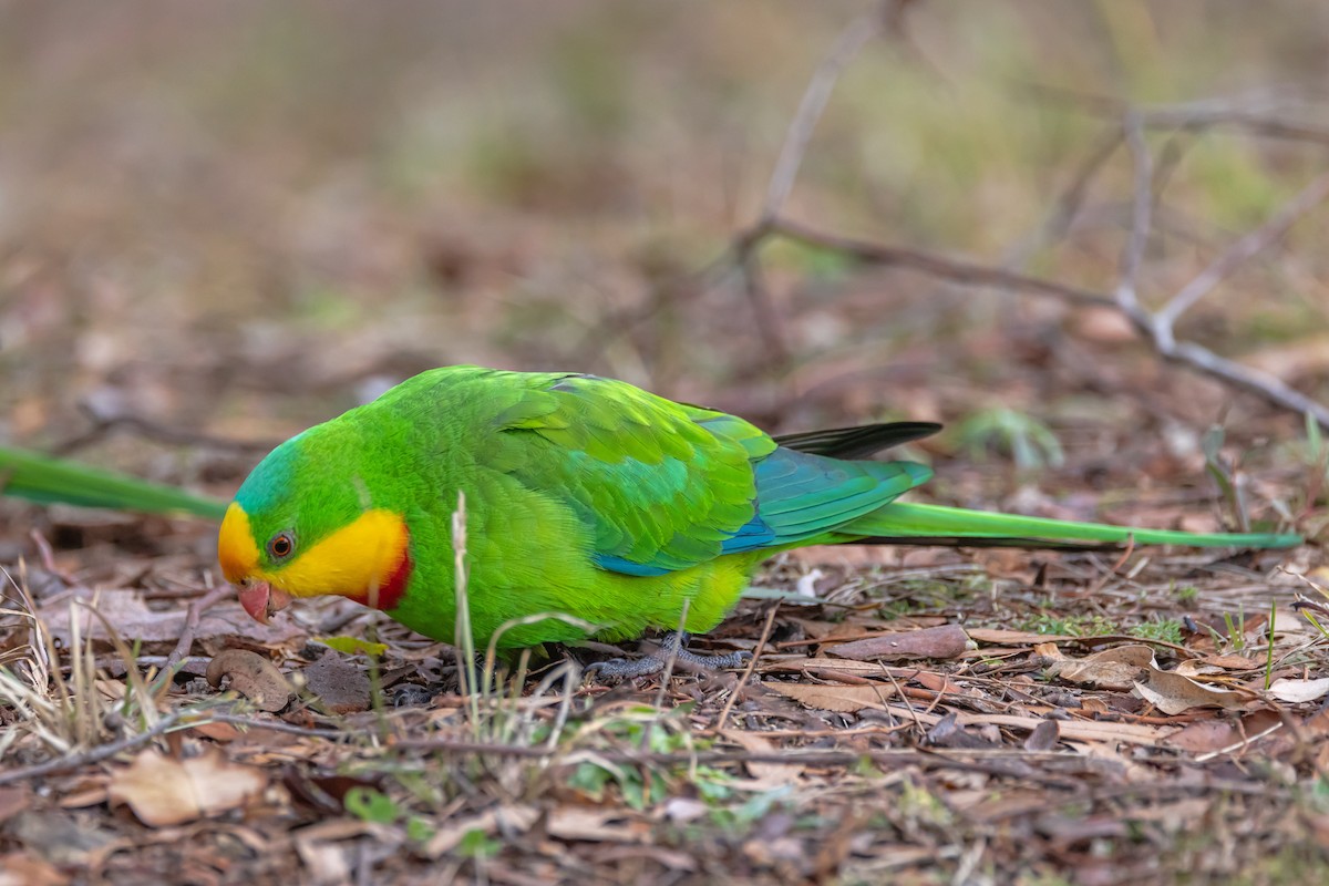 Superb Parrot - ML638310997