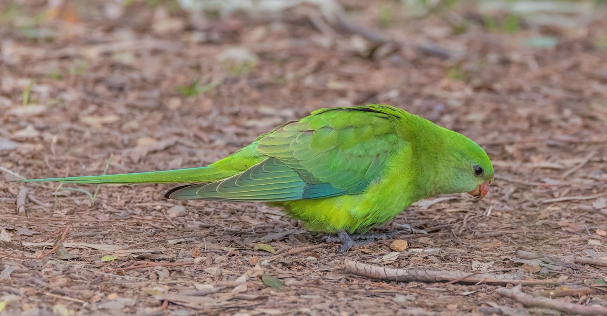 Superb Parrot - ML638310998