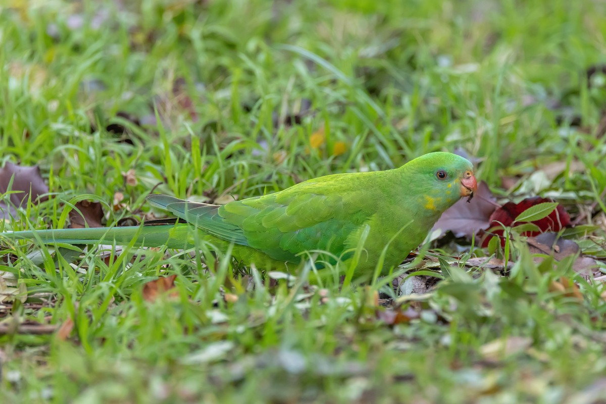Superb Parrot - ML638311000