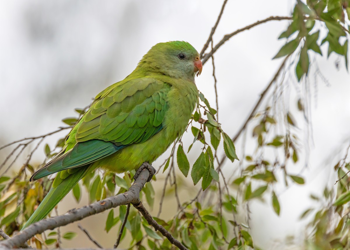 Superb Parrot - ML638311001