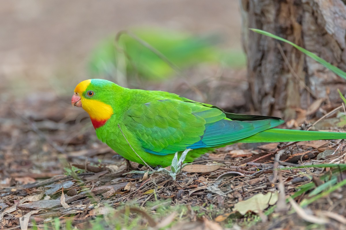 Superb Parrot - ML638311002