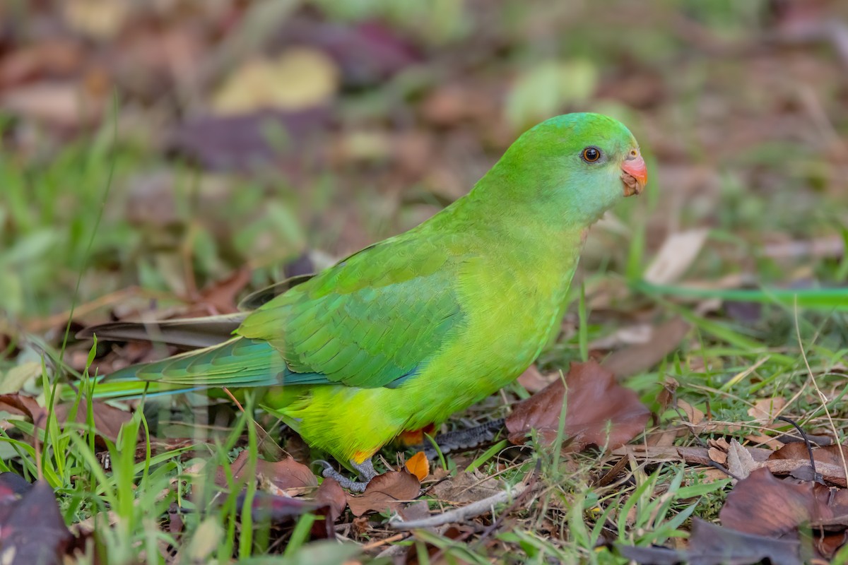 Superb Parrot - ML638311004