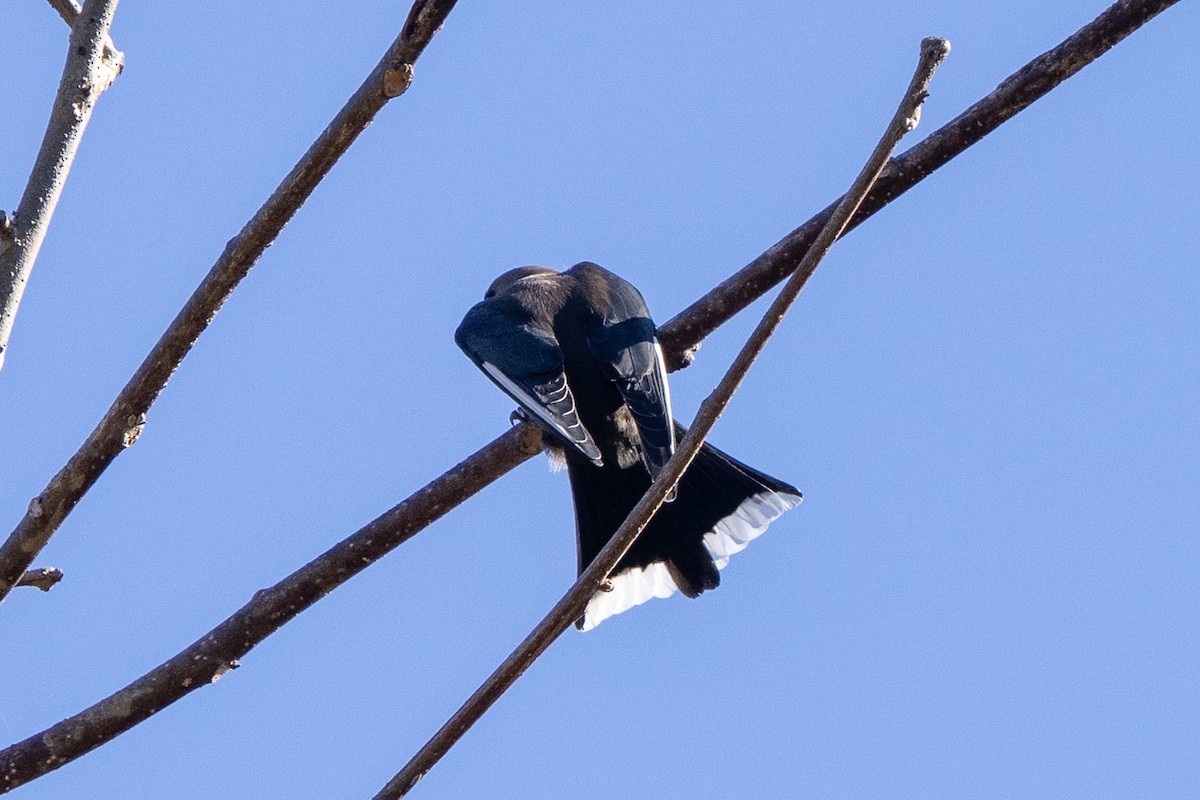 Dusky Woodswallow - ML638311005