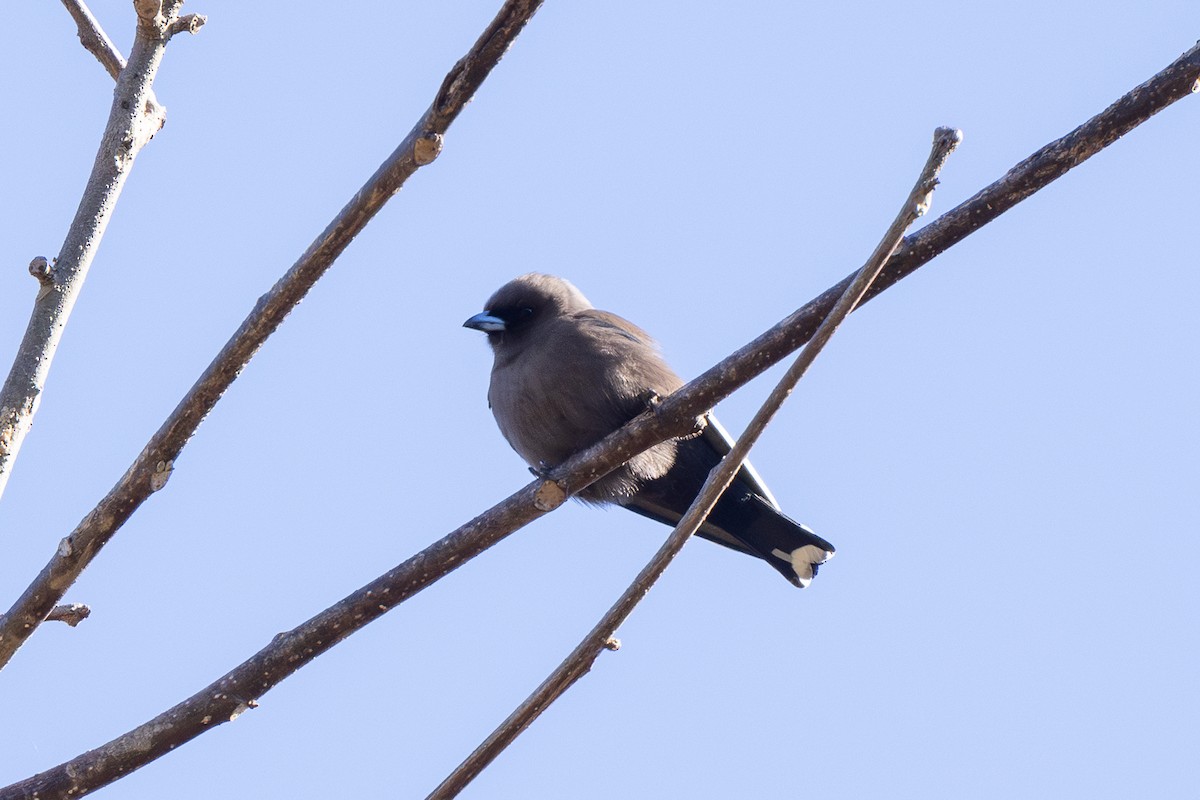 Dusky Woodswallow - ML638311006