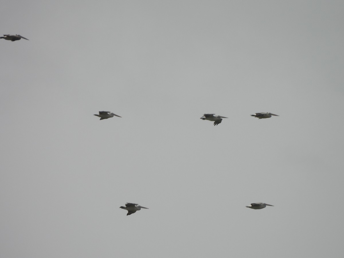 Spot-billed Pelican - ML638311008