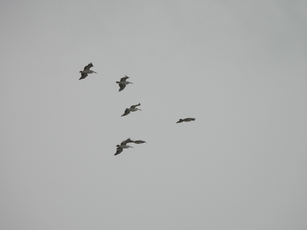 Spot-billed Pelican - ML638311009
