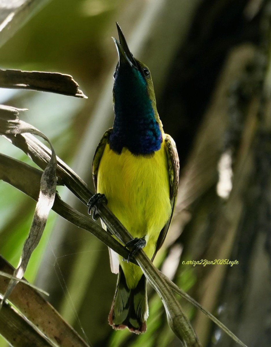 Garden Sunbird - ML638311010