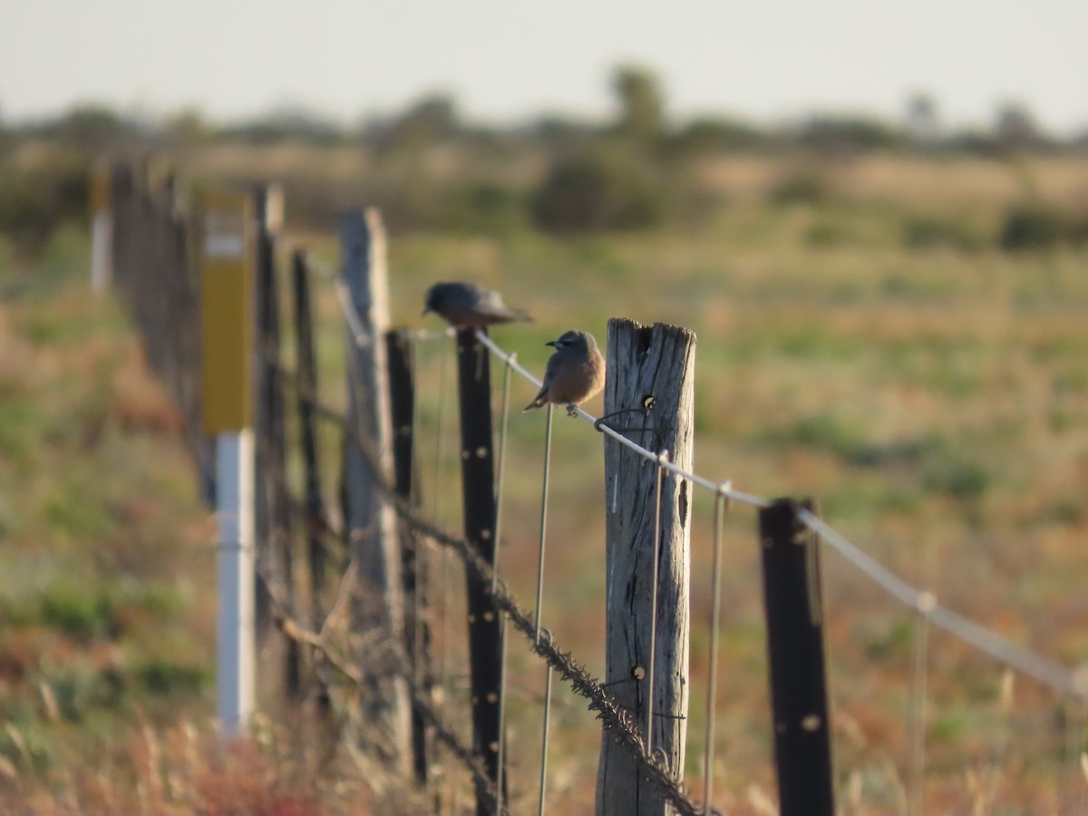 White-browed Woodswallow - ML638311011
