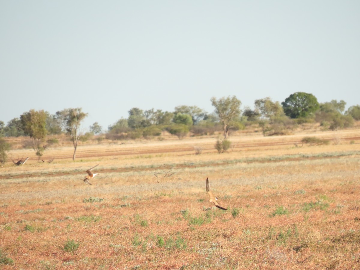 Australian Pratincole - ML638311012