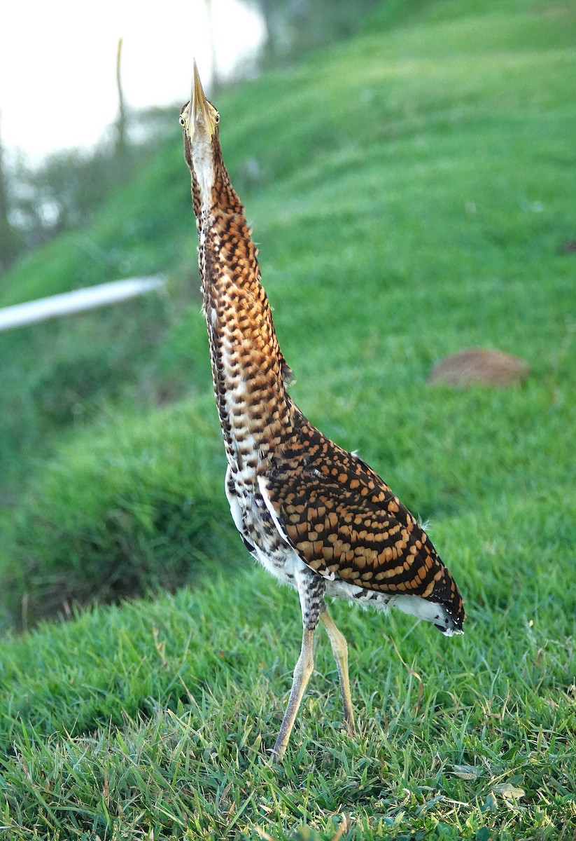 Rufescent Tiger-Heron - ML638311013