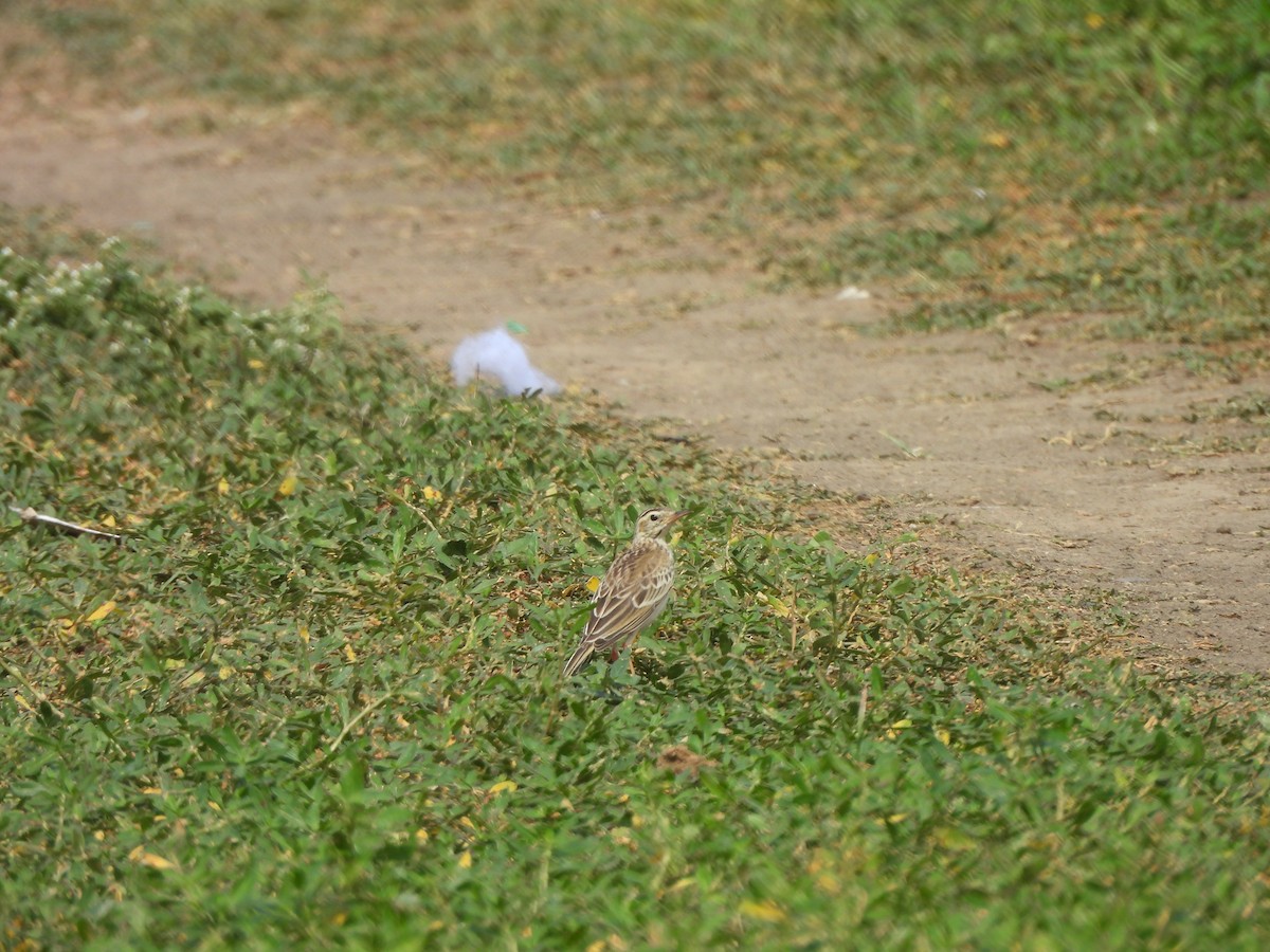 Paddyfield Pipit - ML638311014