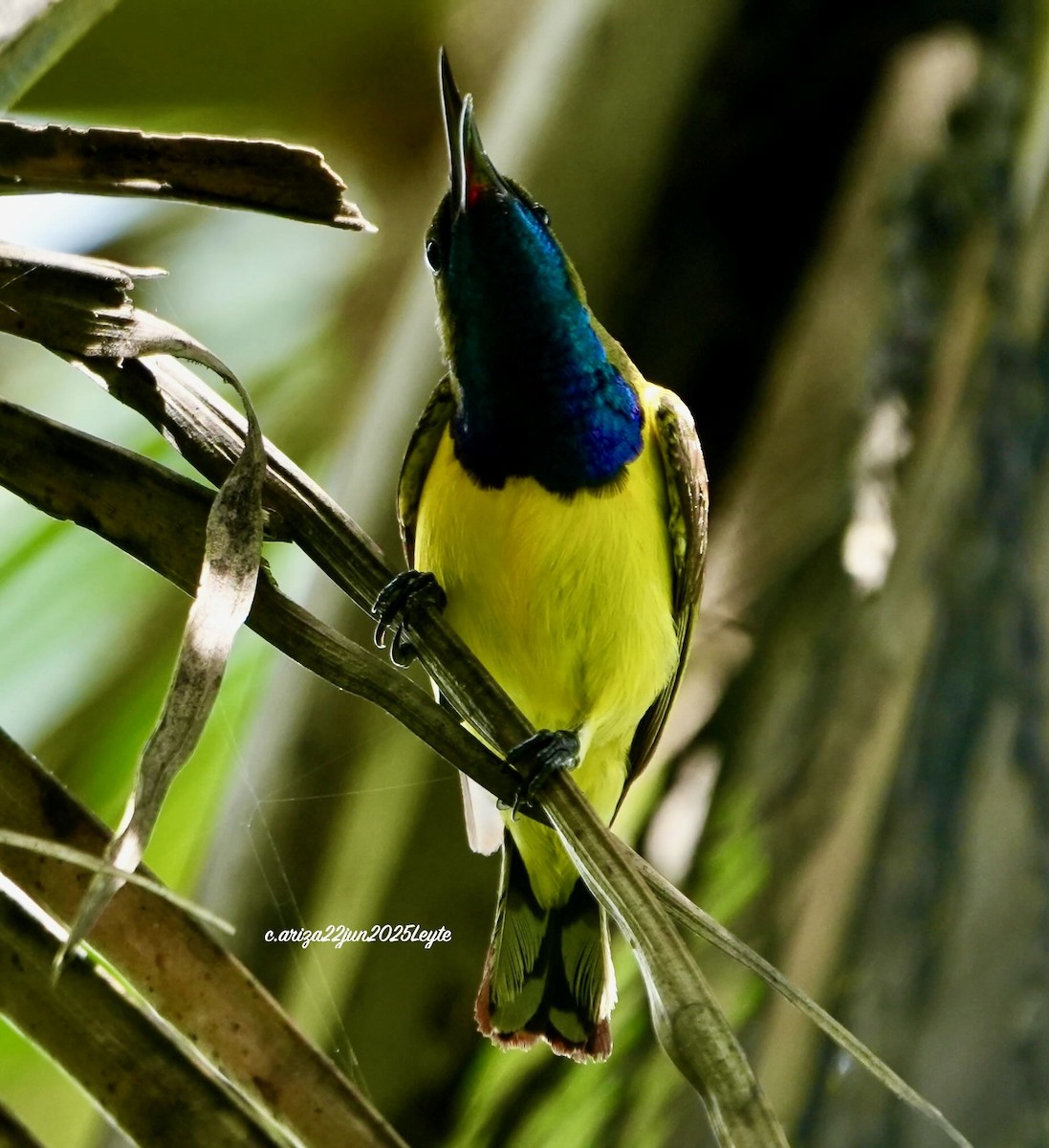 Garden Sunbird - ML638311017