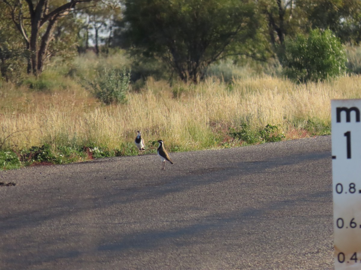 Banded Lapwing - ML638311021