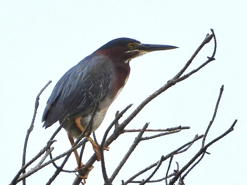 Koartzatxo berdea - ML638311025