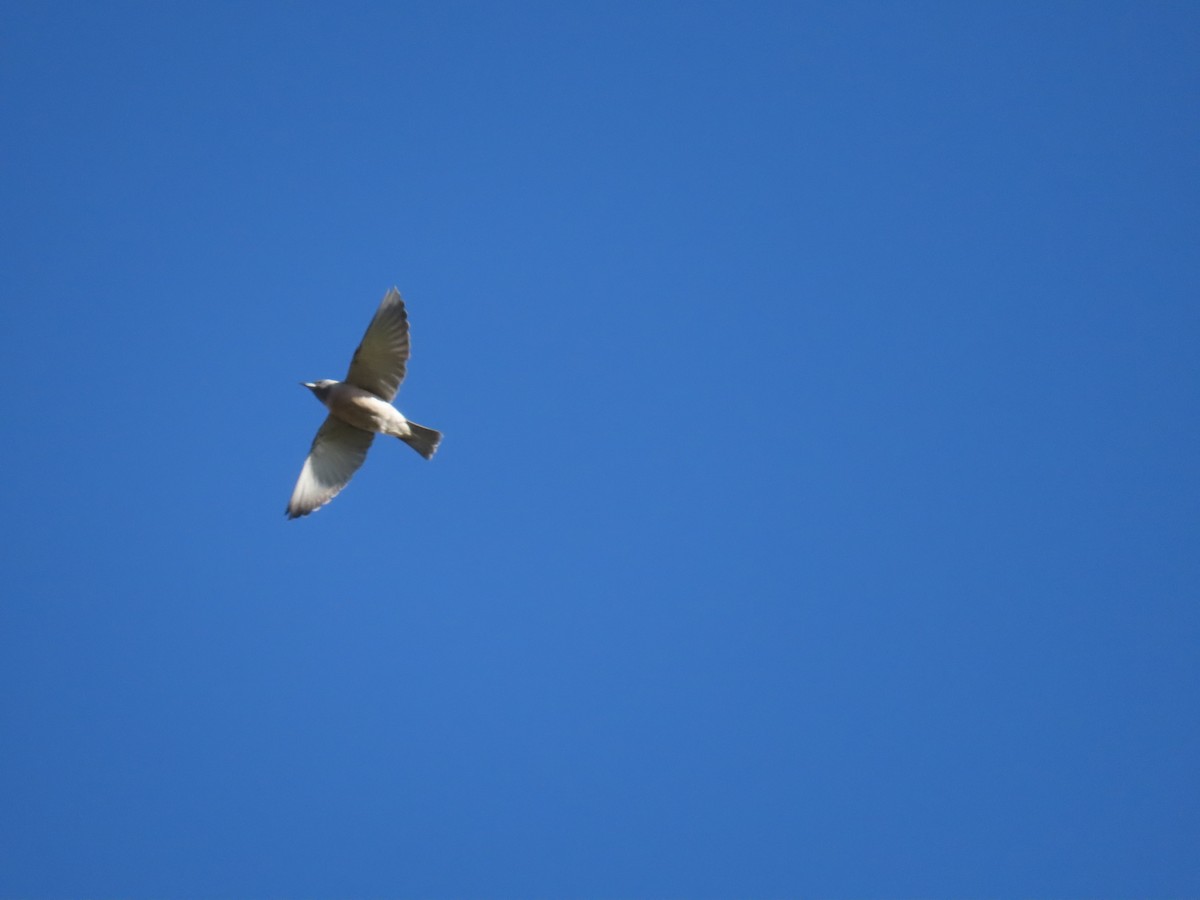 Masked Woodswallow - ML638311026