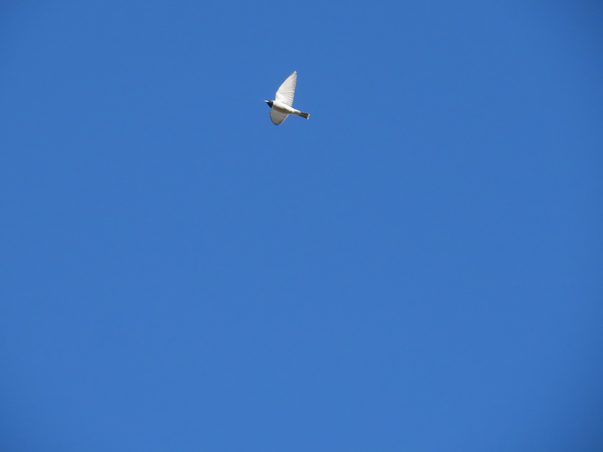 Masked Woodswallow - ML638311027