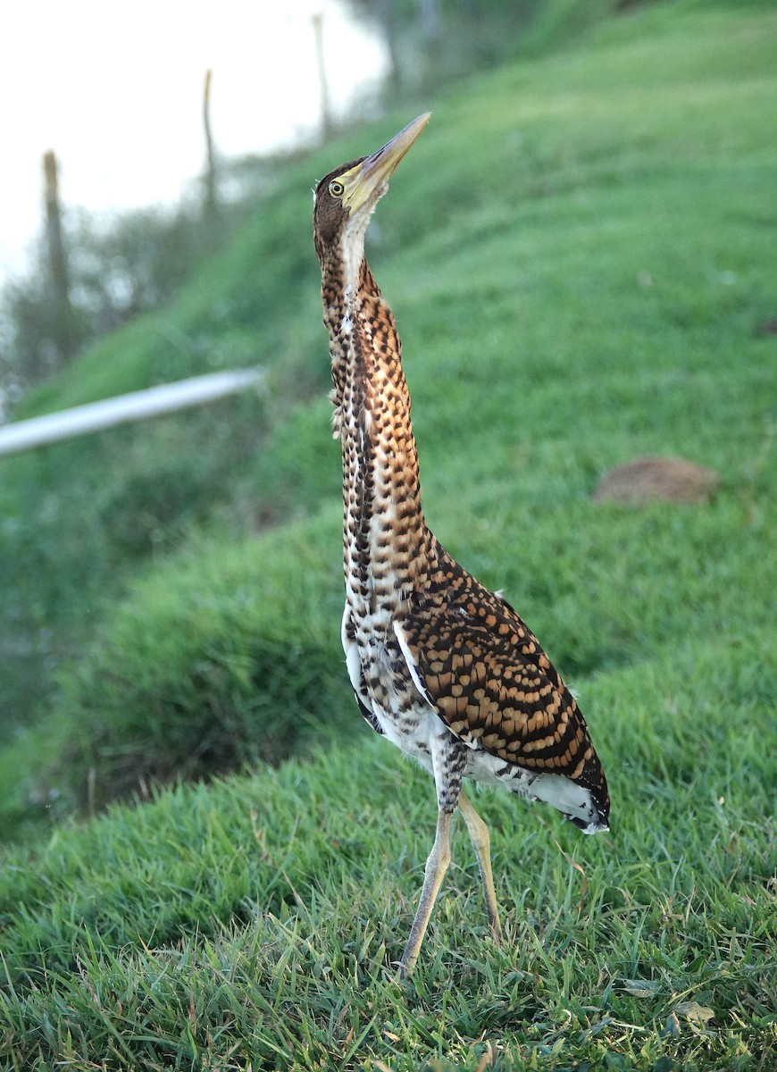 Rufescent Tiger-Heron - ML638311028