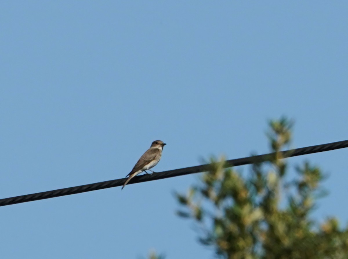 Grauschnäpper - ML638311033