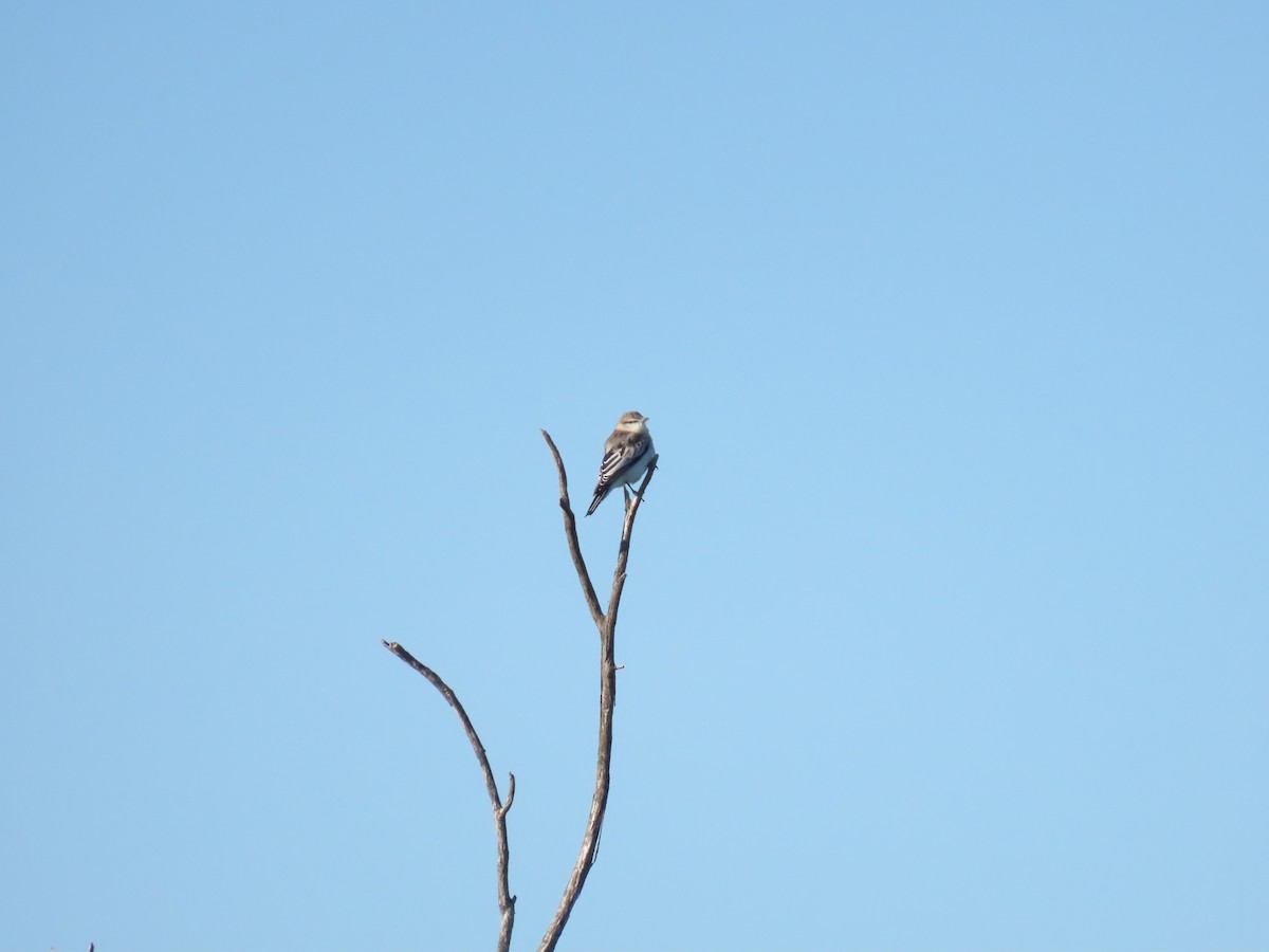 White-winged Triller - ML638311035
