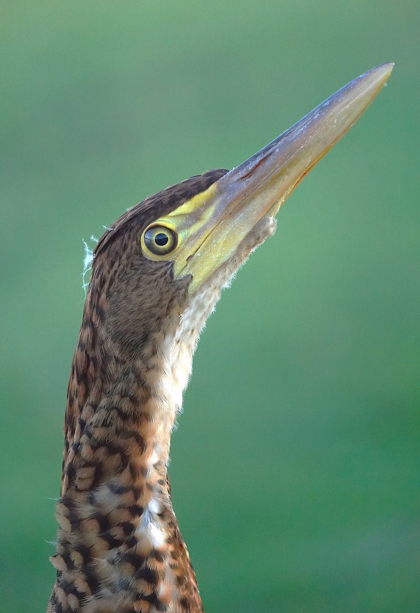 Rufescent Tiger-Heron - ML638311036