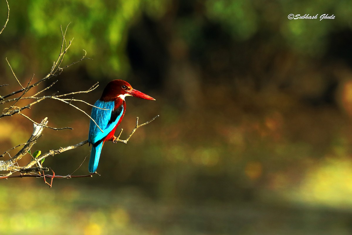 White-throated Kingfisher - ML638311037