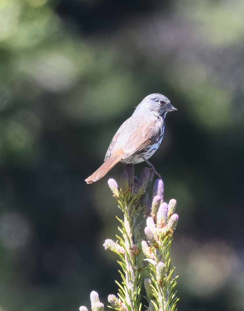 Fox Sparrow - ML638311040