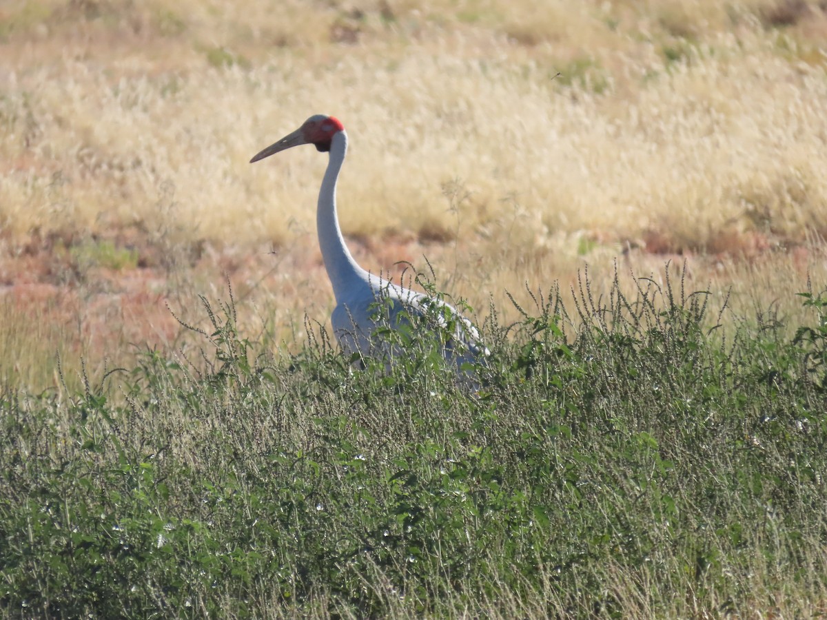 Brolga kurriloa - ML638311041