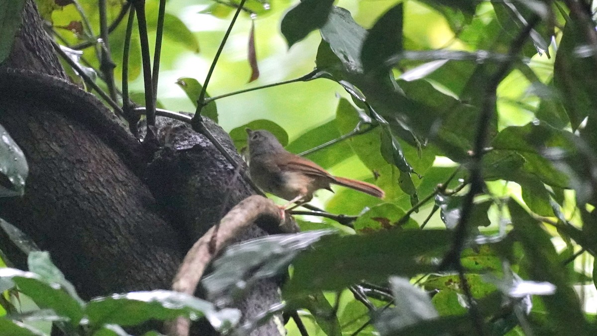 Huet's Fulvetta - ML638311042