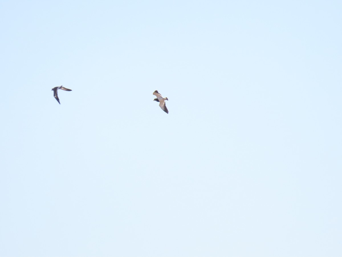 Banded Lapwing - ML638311046