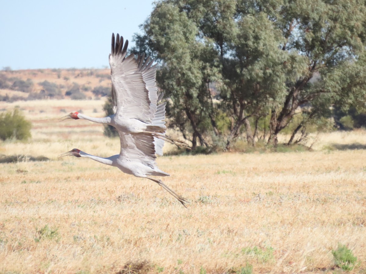 Brolga kurriloa - ML638311048