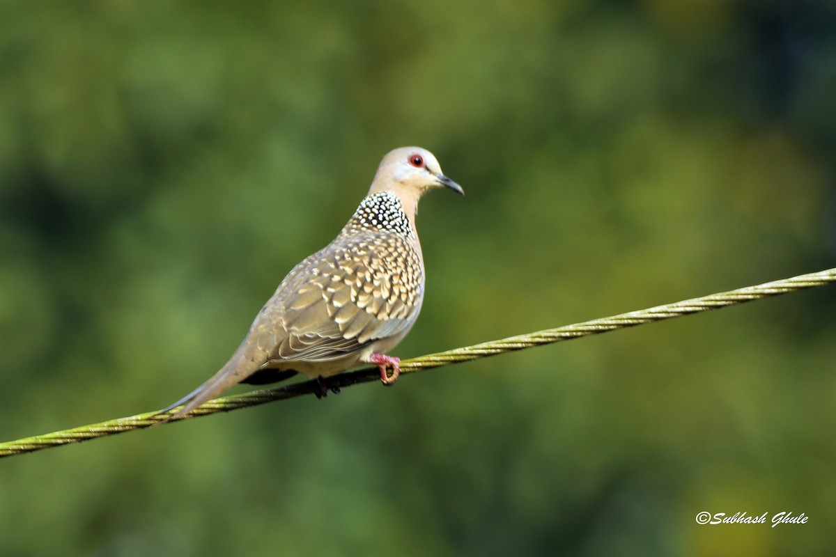 Spotted Dove - ML638311049