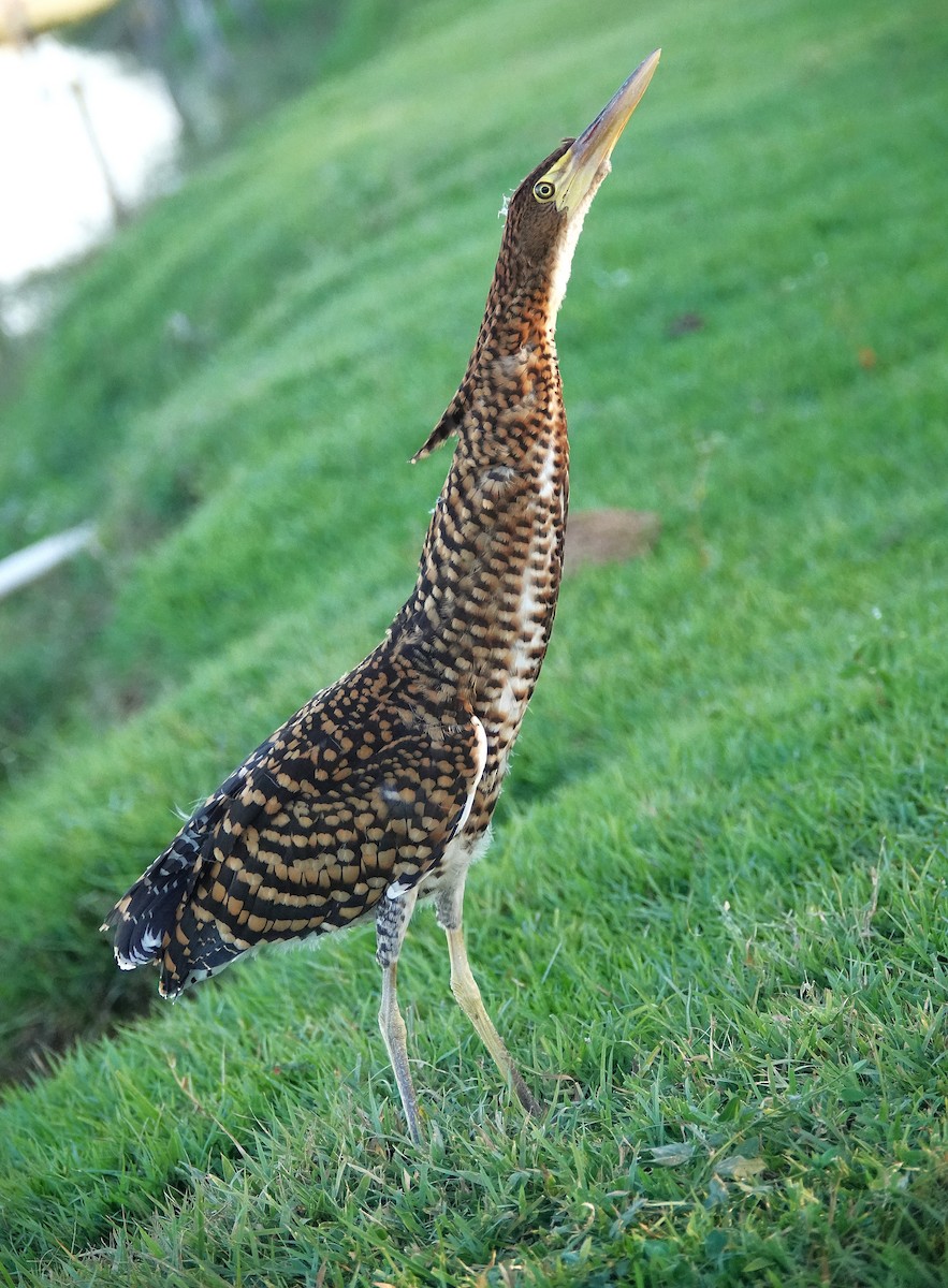 Rufescent Tiger-Heron - ML638311050