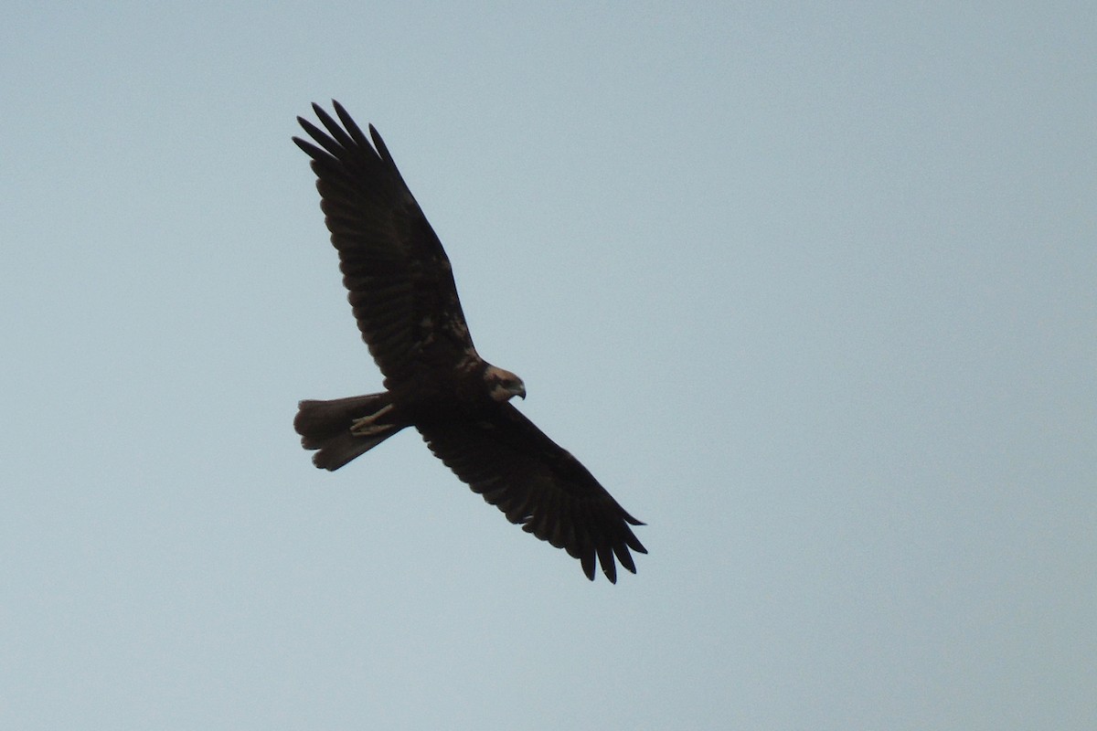 Western Marsh Harrier - ML638311053