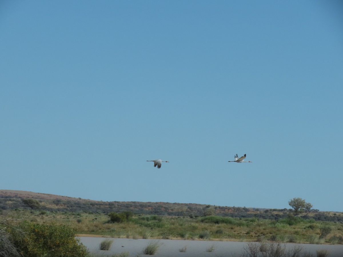 Brolga - ML638311054