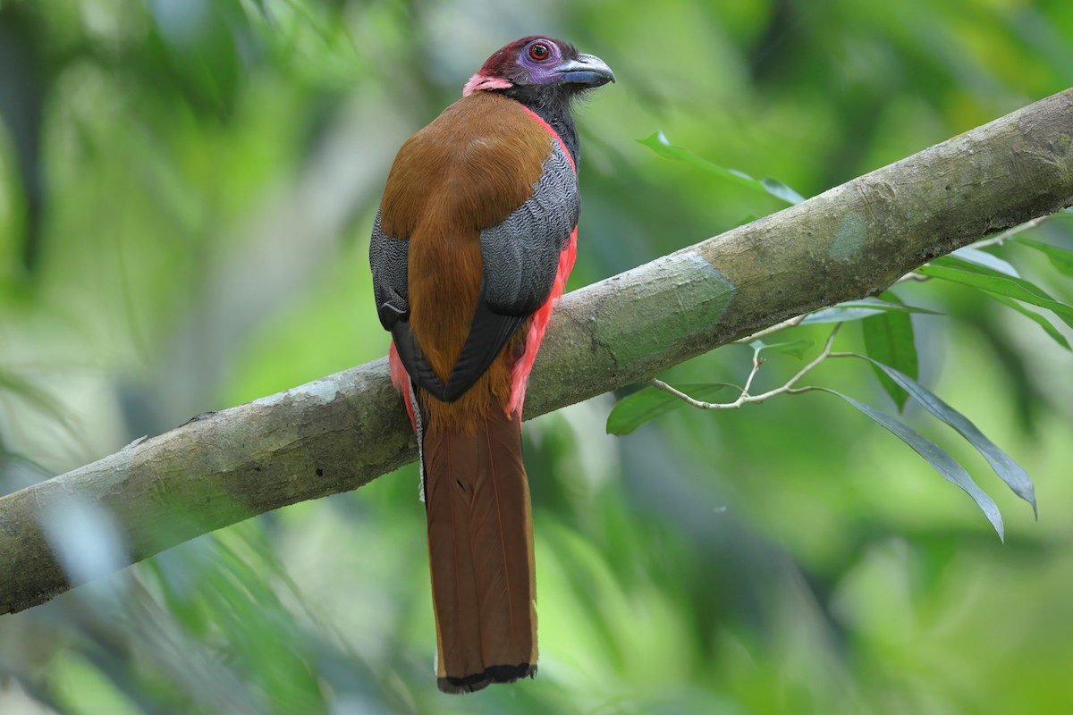 Diard's Trogon - ML638311056