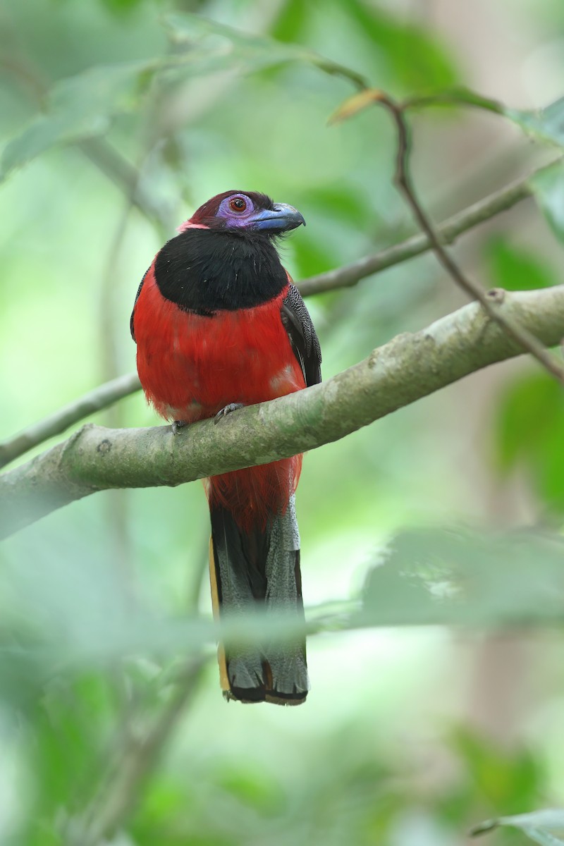 Diard's Trogon - ML638311057
