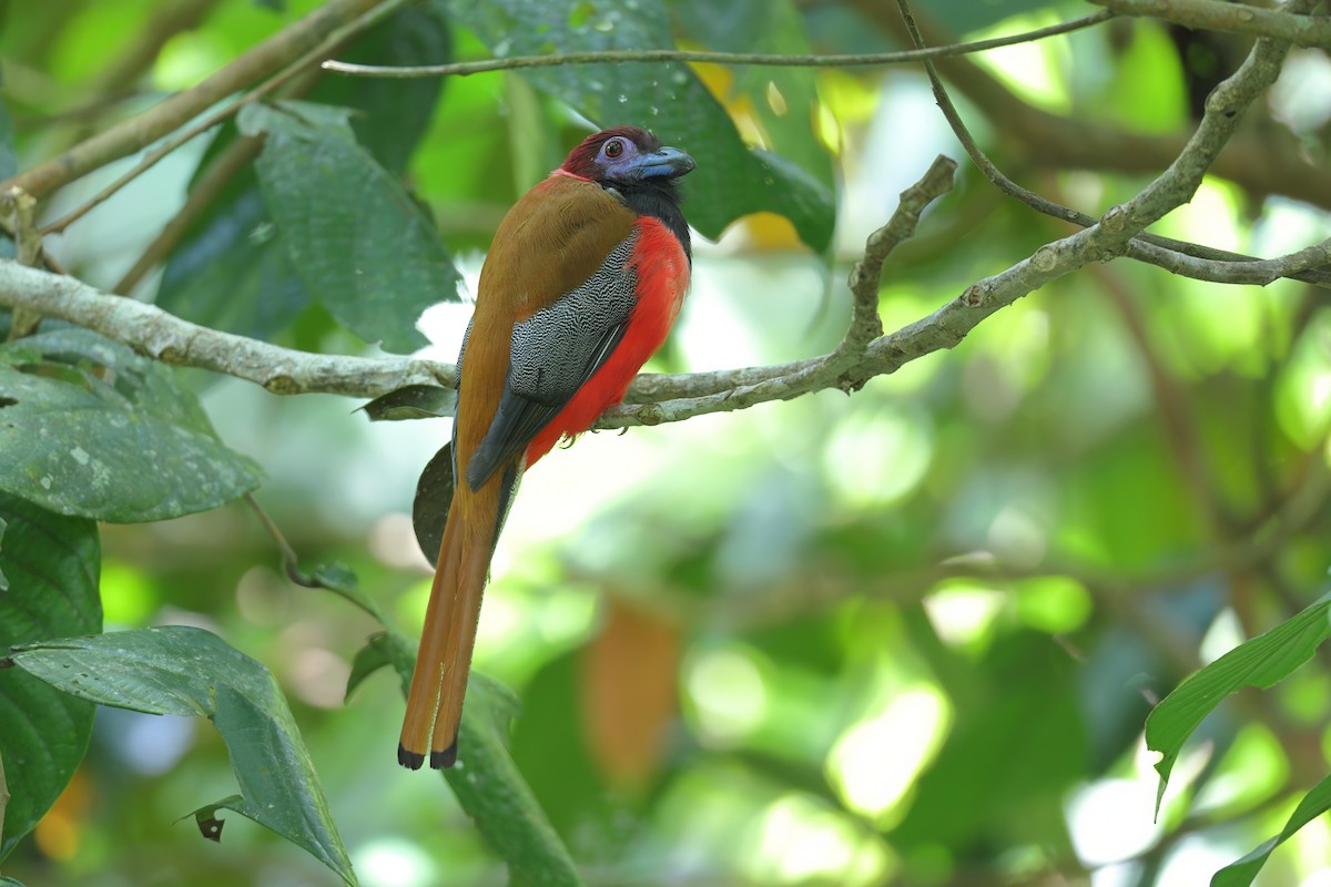 Diard's Trogon - ML638311058