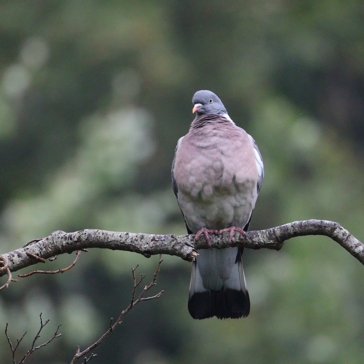 Common Wood-Pigeon - ML638311059