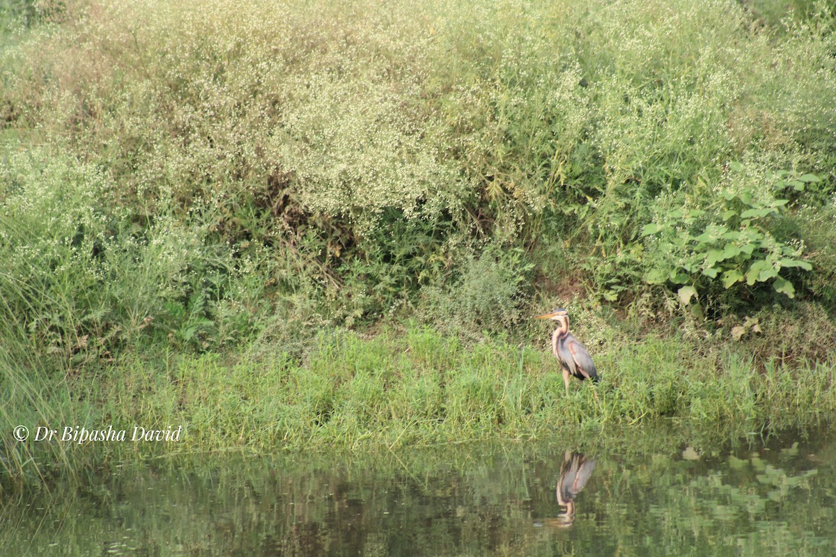 Purple Heron - ML638311063