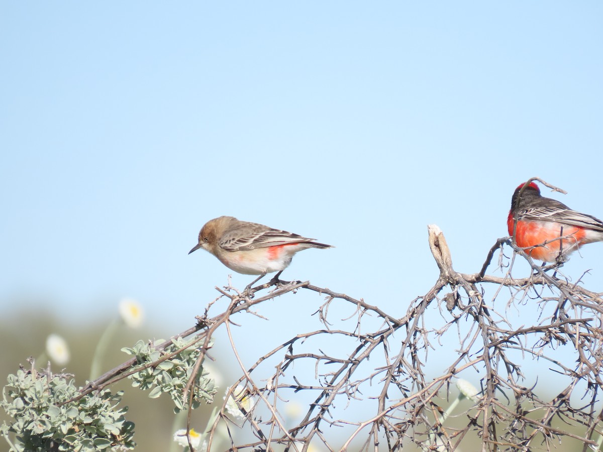 Crimson Chat - ML638311068