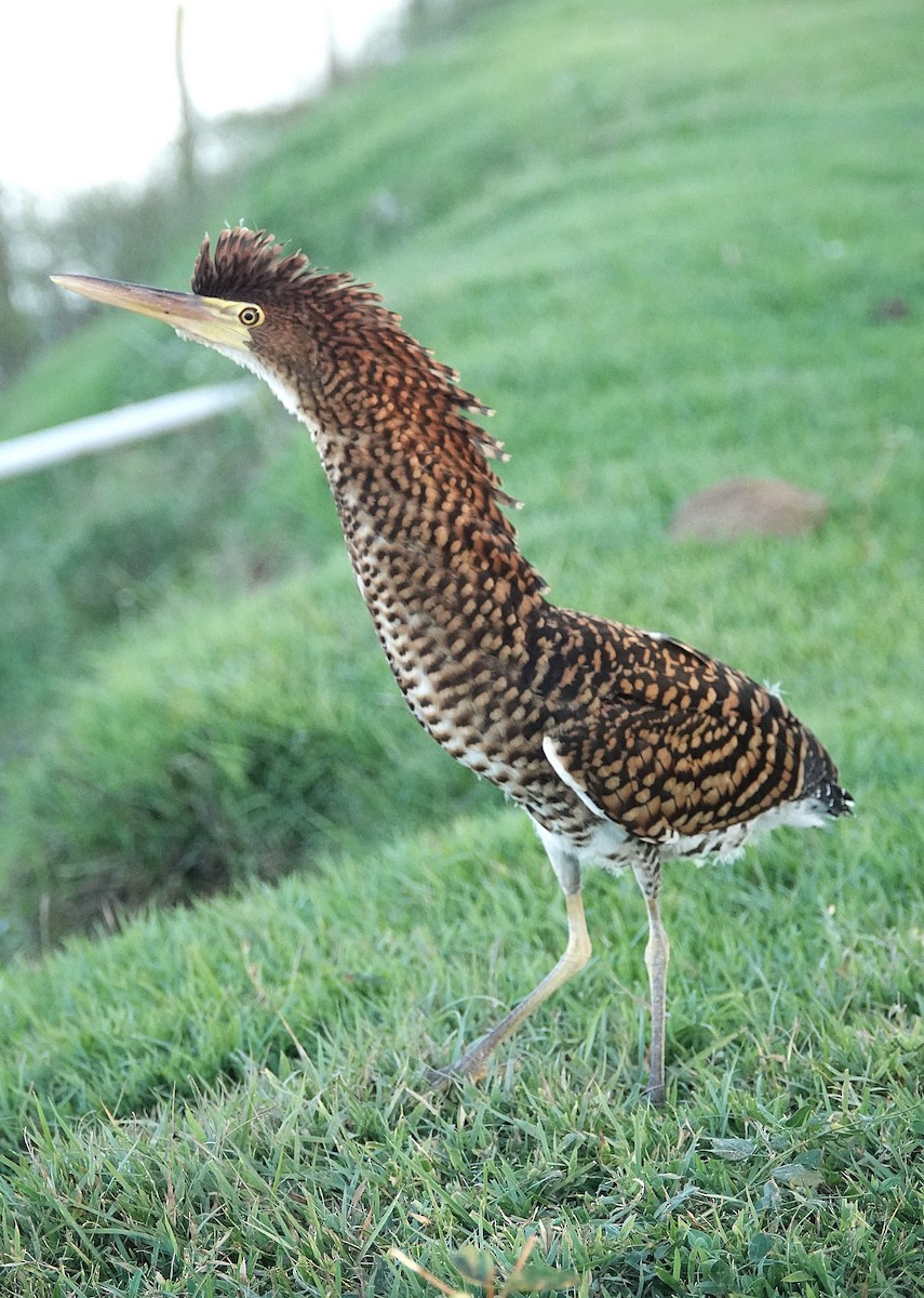 Rufescent Tiger-Heron - ML638311072