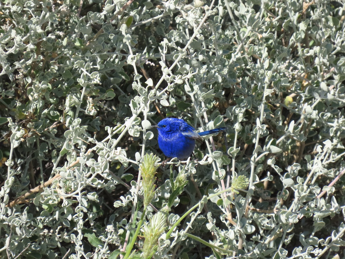 White-winged Fairywren - ML638311074