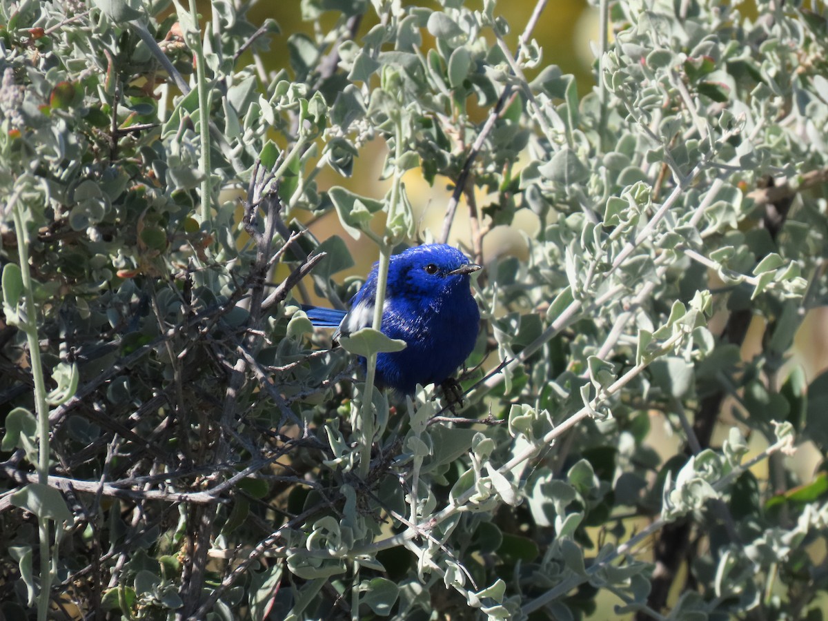 White-winged Fairywren - ML638311076