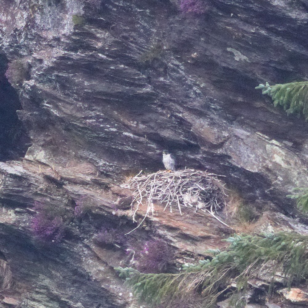 Peregrine Falcon - ML638311077