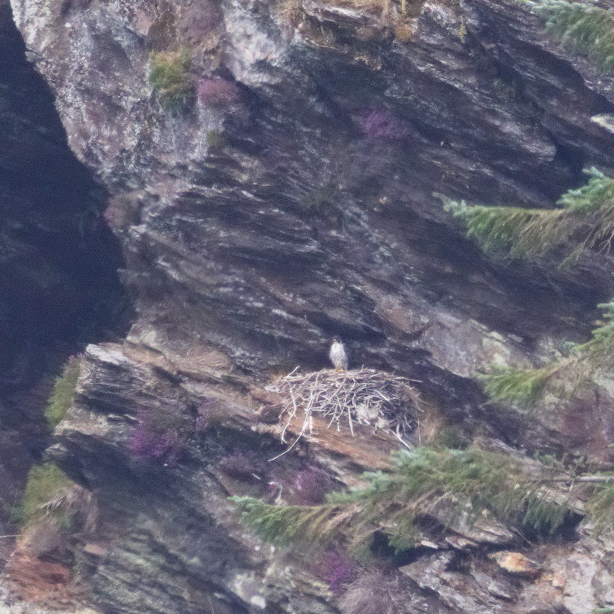 Peregrine Falcon - ML638311078