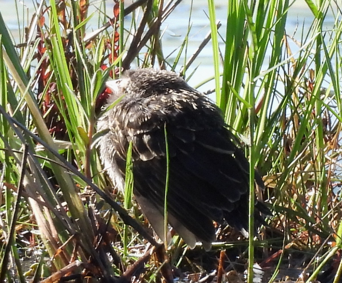 Red-winged Blackbird - ML638311094