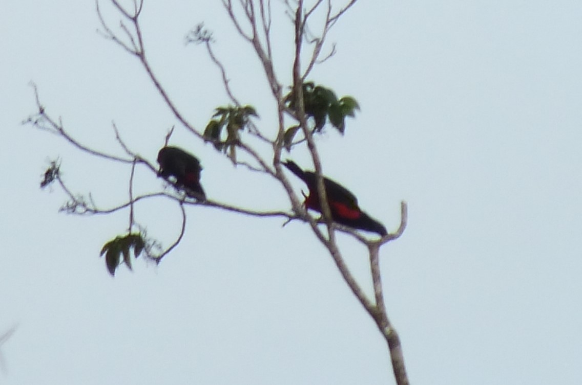 Pesquet's Parrot - ML638311108