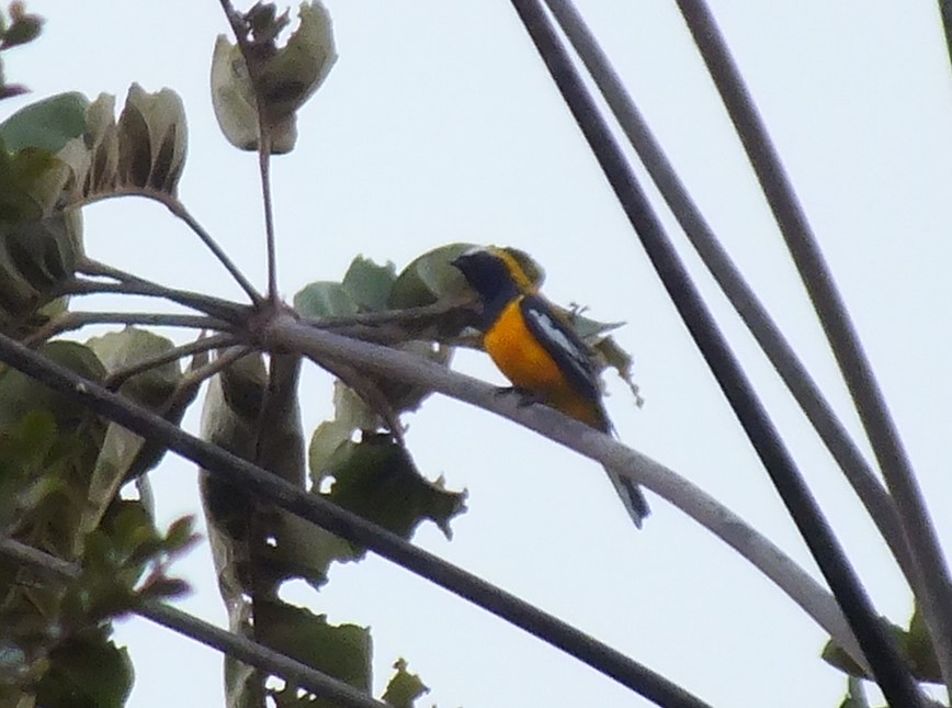 Golden Cuckooshrike - ML638311111